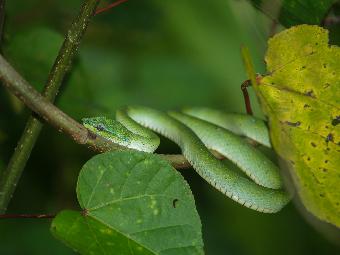 Green Viper