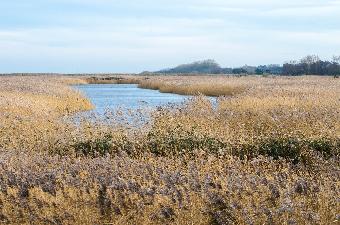 Norfolk reed beds
