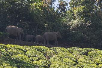 In the tea plantation with wild elephants