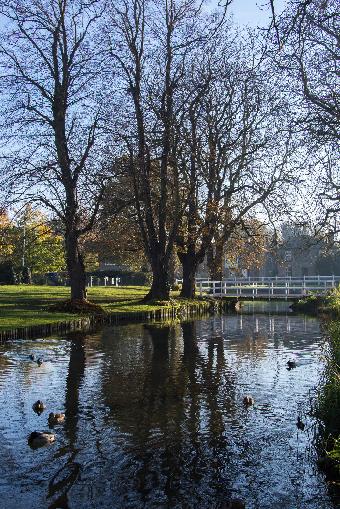 Histon pond