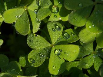 Lucky shamrock