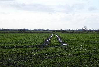 Farming in the Fens