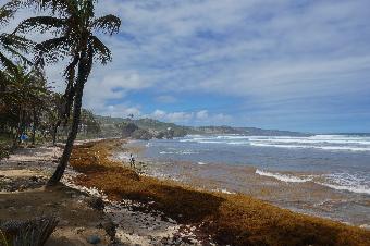 Bathsheba Beach