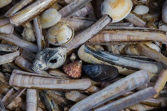 The Shell Seekers-Rosamund Pilcher