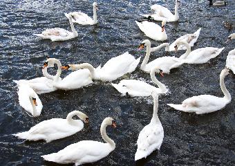 Wild Swans-Jing Chang