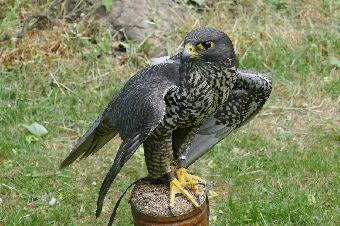 Helmsley Raptor centre